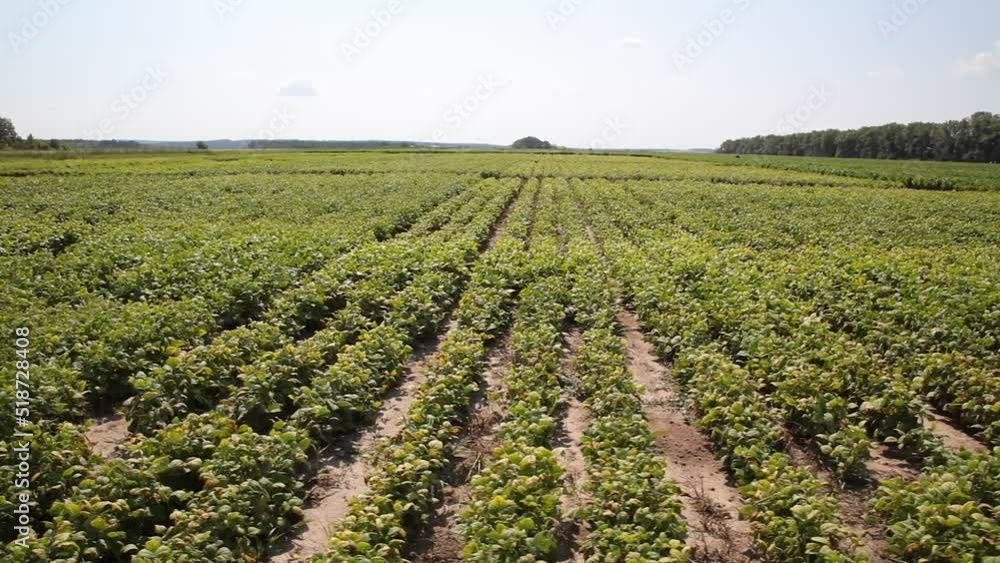 Forage legumes. Growing legumes in the field. Peas. Beans. Soya. Forage legumes. Growing legumes in the field. Peas. Beans. Soya.