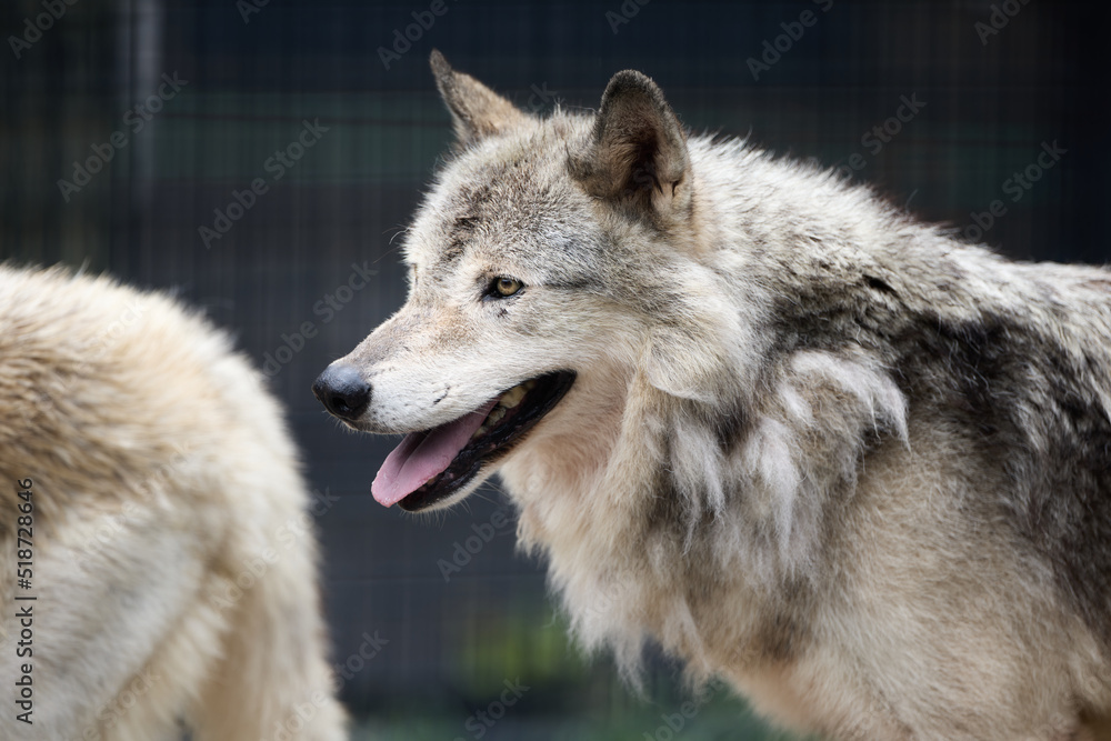 Obraz premium シンリンオオカミ