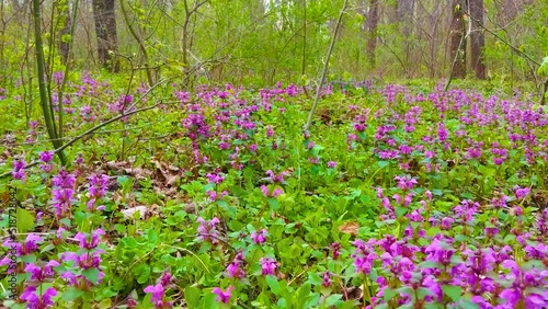 Wallpaper Mural Amazing nature spring landscape with wild growing purple  flowers in the forest, scenic view, natural seasonal background Torontodigital.ca