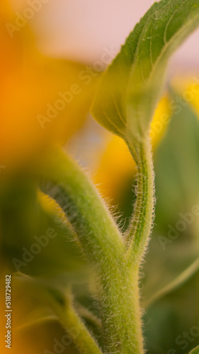 close up of a sunflower stalk