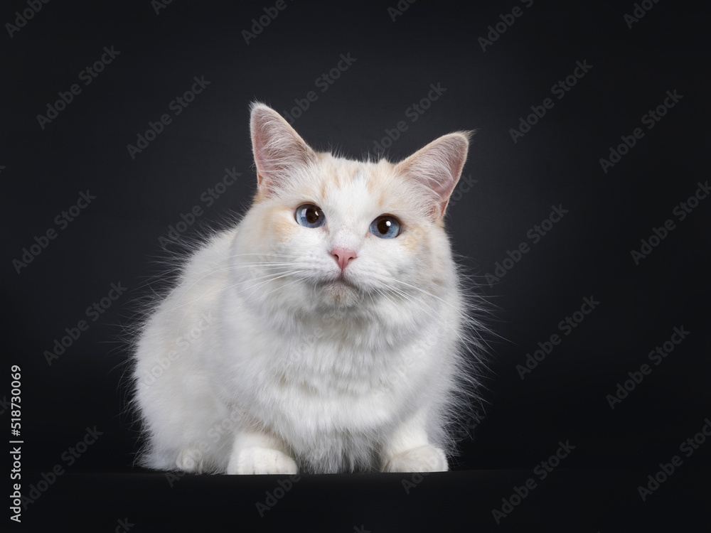 Young adult blue tortie Ragdoll cat, laying down facing front. Looking towards camera with sky blue eyes. Isolated on a black background.