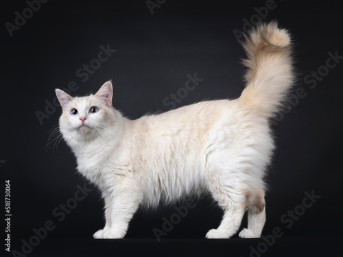 Young adult blue tortie Ragdoll cat, standing side ways. Tail fierce in the air. Looking towards camera with sky blue eyes. Isolated on a black background.