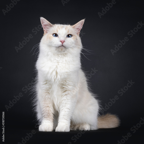 Young adult blue tortie Ragdoll cat, sitting up facing front. Looking beside camera with sky blue eyes. Isolated on a black background.