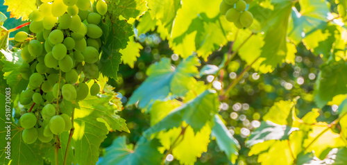 Ripe green grape in vineyard. Grapes green taste sweet growing natural. Green grape on the vine in garden