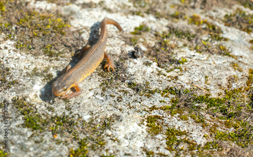 A beautiful brown lizard basks in the sun. Lies on a gray stone