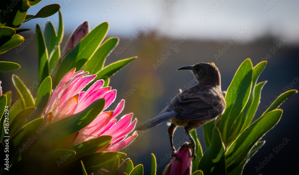 Bright pink protea flower with sugarbird