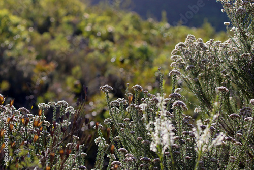 Cape fynbos plants photo