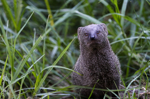 Obraz na płótnie Cape grey mongoose stares at viewer close-up w salonie