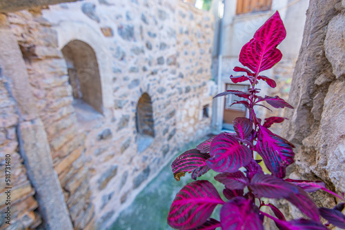 Fototapeta Naklejka Na Ścianę i Meble -  flowers on the wall