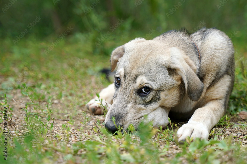 Sad gray puppy lies on the grass