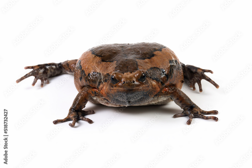 Fototapeta premium Banded bullfrog (Kaloula pulchra) closeup face on white background, Kaloula pulchra toad moving, Indonesian toad closeup