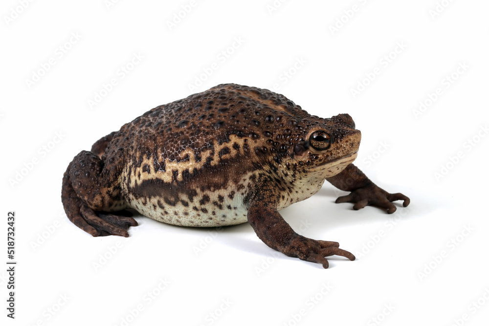 Fototapeta premium Pseudo subasper toad isolated on white background, Pseudo subasper closeup