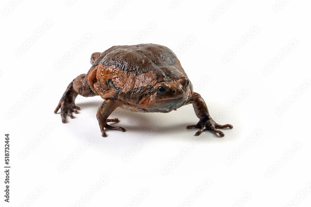 Obraz premium Banded bullfrog (Kaloula pulchra) closeup face on white background, Kaloula pulchra toad moving, Indonesian toad closeup