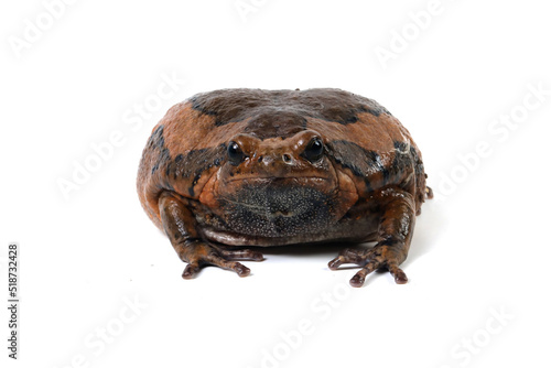 Banded bullfrog (Kaloula pulchra) closeup face on white background,  Kaloula pulchra toad  moving, Indonesian toad closeup