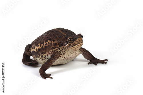 Pseudo subasper toad isolated on white background, Pseudo subasper closeup