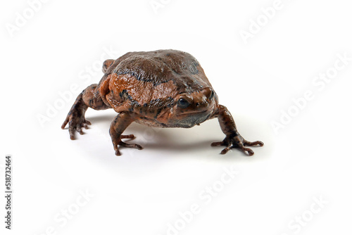 Banded bullfrog (Kaloula pulchra) closeup face on white background,  Kaloula pulchra toad  moving, Indonesian toad closeup photo