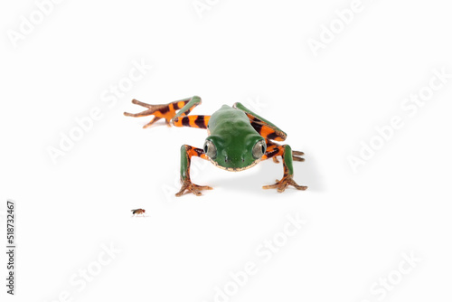 Phyllomedusa hypochondrialis closeup on white background, Northern orange-legged leaf frog or tiger-legged monkey frog closeup   photo