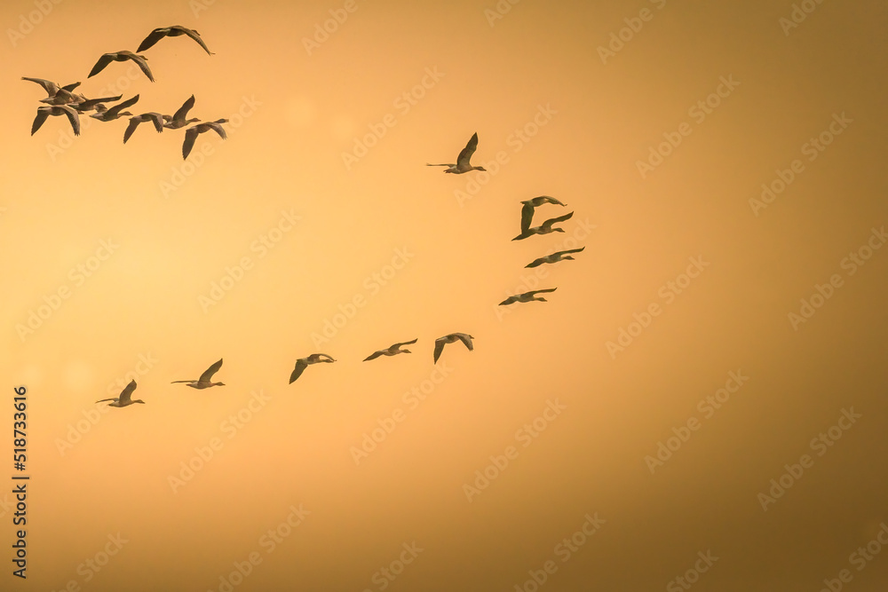 Greylag goose in evening hours Greylag goose in evening hours