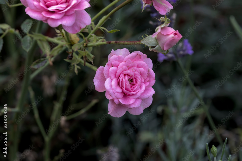 Pink roses in the garden with wonderful blossom and background bokeh Pink roses in the garden with wonderful blossom and background bokeh