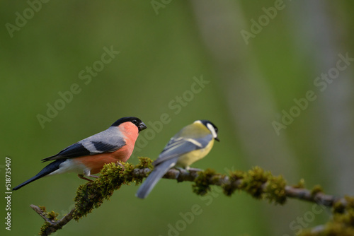 bird, robin, natur, wild lebende tiere, tier, wild, ast, schnabel © Oliver