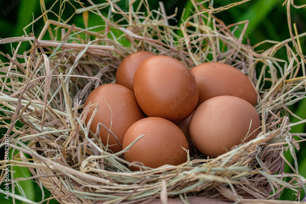 Fresh chicken eggs in a straw basket.Organic farming, animal rights, back to nature Fresh chicken eggs in a straw basket.Organic farming, animal rights, back to nature