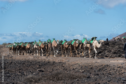 Camellos con montura verde en  fila en un camino con una montaña volcánica detrás de rocas oscuras y negras durante un día soleado con el cielo azul en Lanzarote, Islas Canarias. Recursos turísticos 