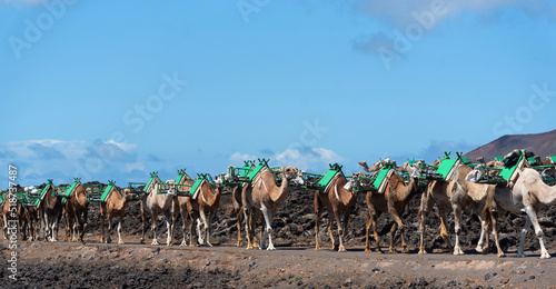 Camellos con montura verde en un paisaje volcánico de rocas oscuras y negras durante un día soleado con el cielo azul en Lanzarote, Islas Canarias. Recursos turísticos  photo