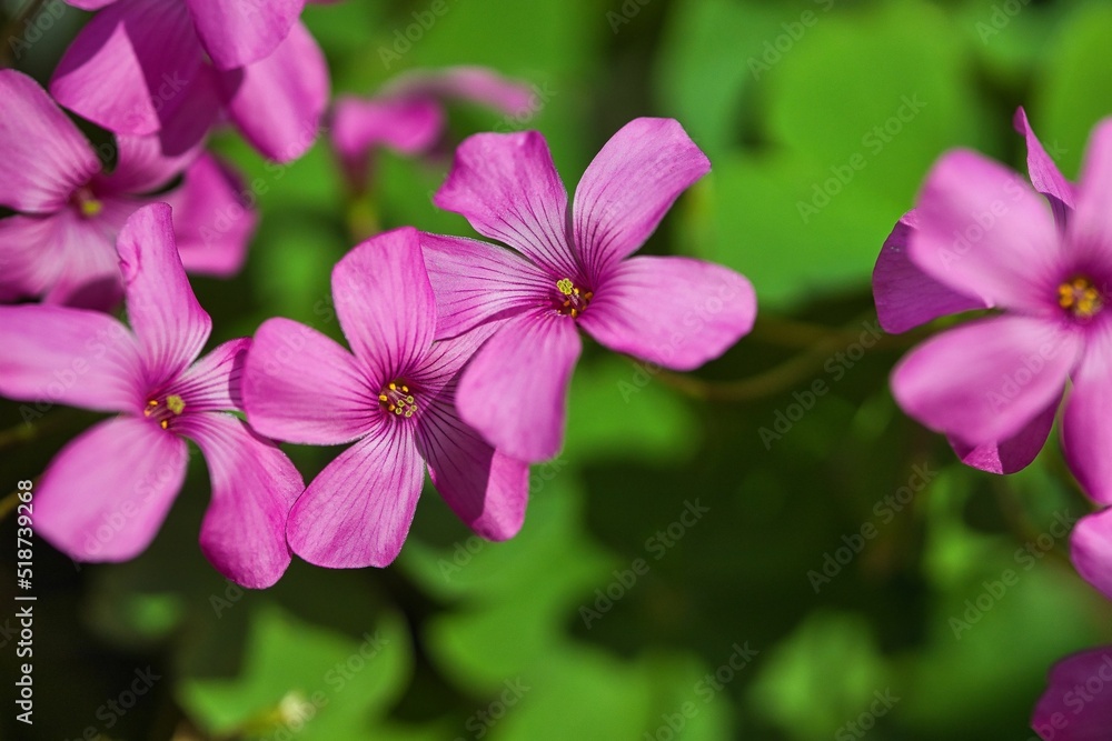 Sauerklee (Oxalis articulata) Sauerklee (Oxalis articulata)
