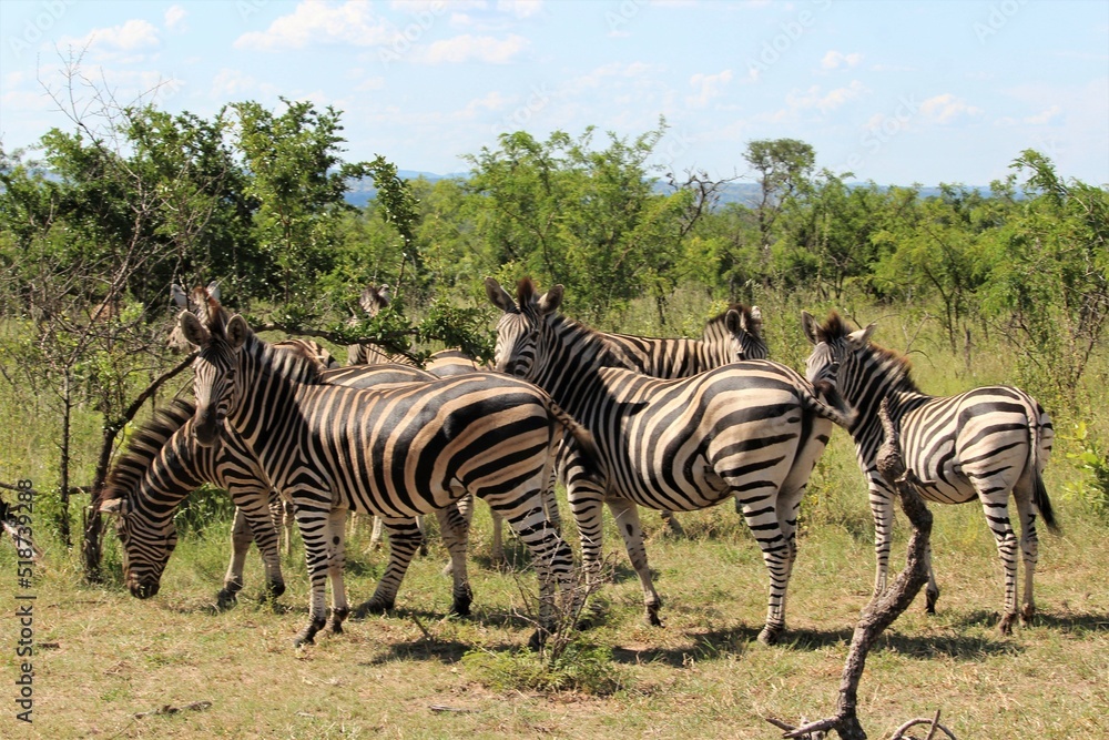 Obraz premium herd of zebras