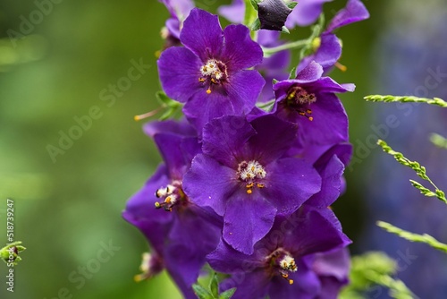 Violette Königskerze (Verbascum phoeniceum) photo