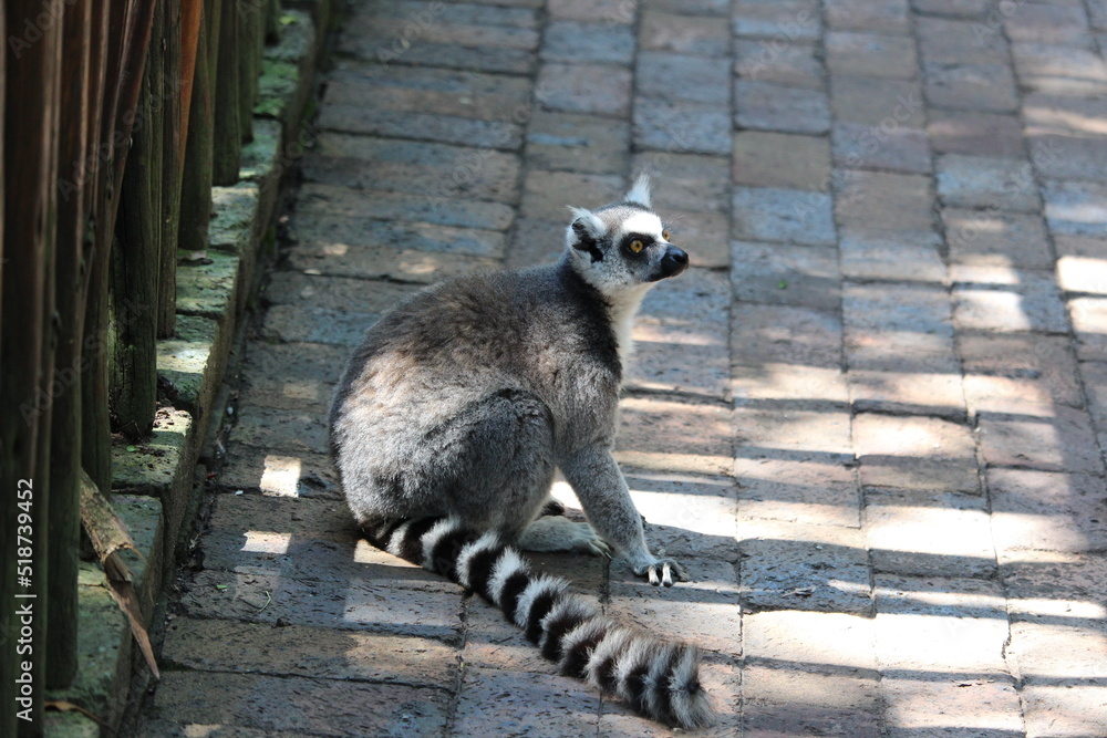 Fototapeta premium ring lemur