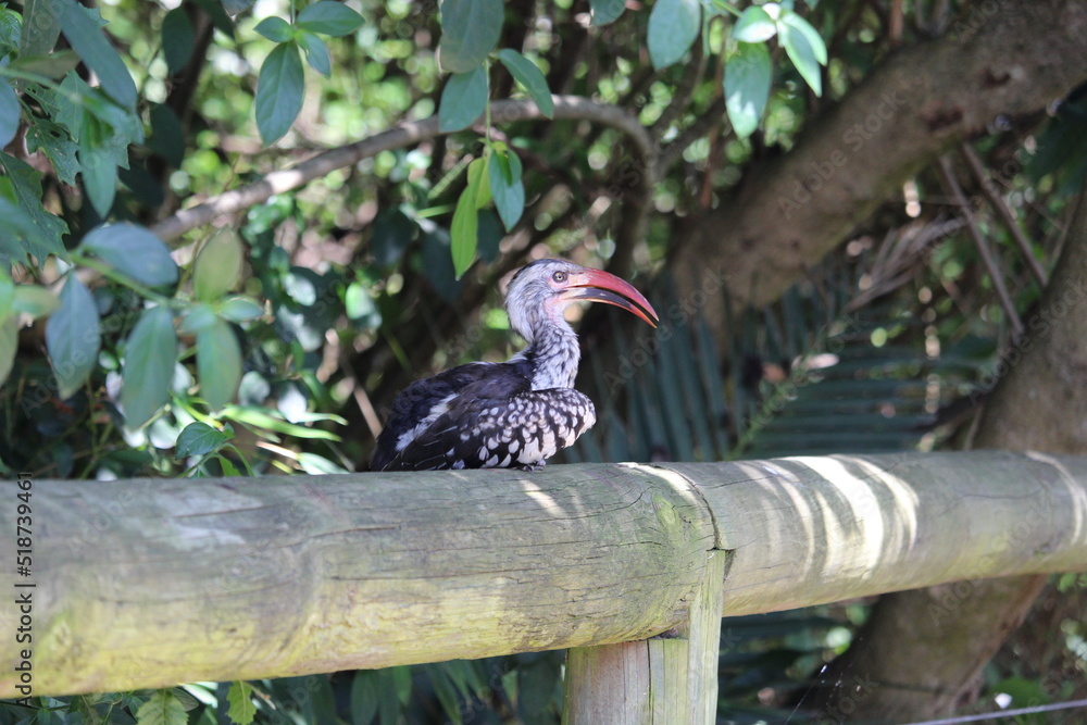 Obraz premium red billed hornbill