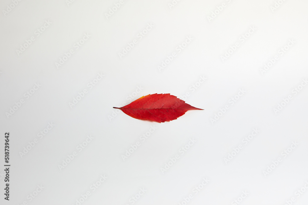 a single autumn leaf of red color on a white insulating background a single autumn leaf of red color on a white insulating background