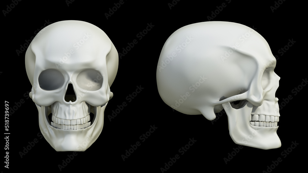 3D illustration of a skull with front and side views. 3D illustration 3D illustration of a skull with front and side views. 3D illustration