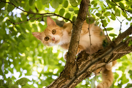 Photography Red cat is sitting on a tree. scared look.