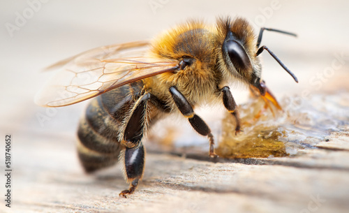 Photographie A honey bee eats honey. Close-up, macro.