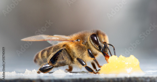Obraz na płótnie A honey bee eats honey. Close-up, macro.