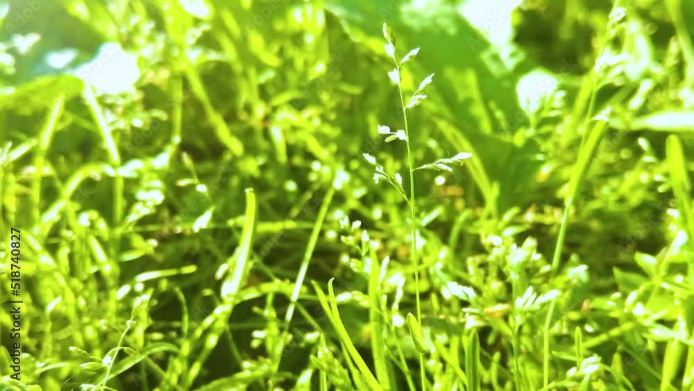 closeup green grass in the forest at sunny day closeup green grass in the forest at sunny day