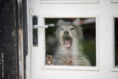 The dog barks behind the glass door in the house
