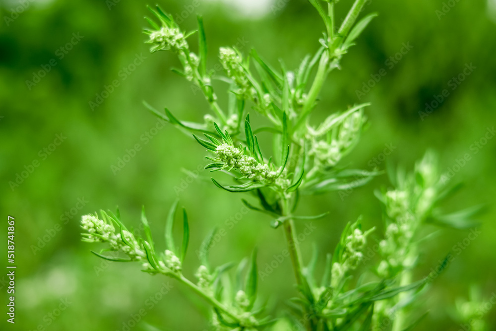 blossoming wormwood growing in a field. collecting medicinal plants concept