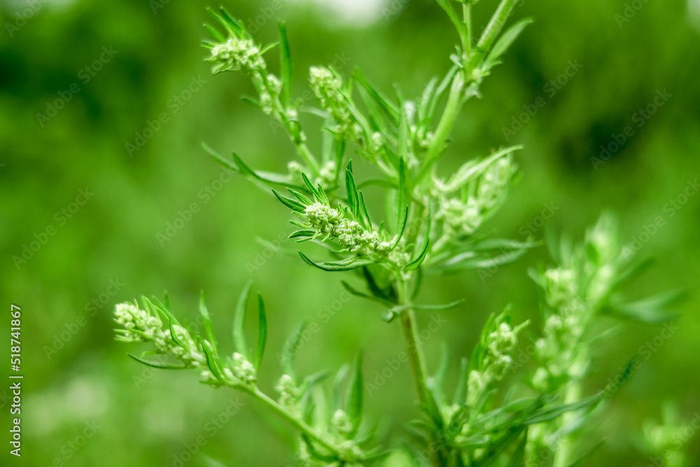 blossoming wormwood growing in a field. collecting medicinal plants concept blossoming wormwood growing in a field. collecting medicinal plants concept