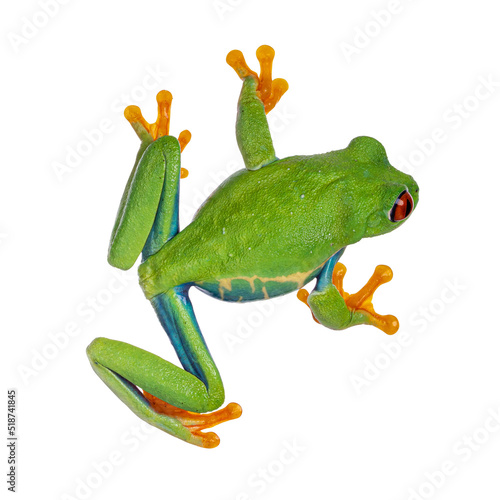 Top view of vibrant Red-eyed tree frog aka Agalychnis callidryas. Isolated on a white background.