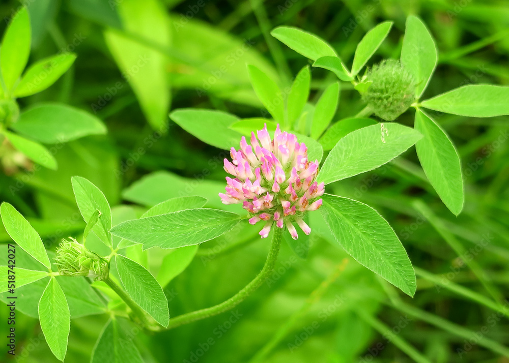 pink clover flower grows on the field. picking medicinal plants concept pink clover flower grows on the field. picking medicinal plants concept