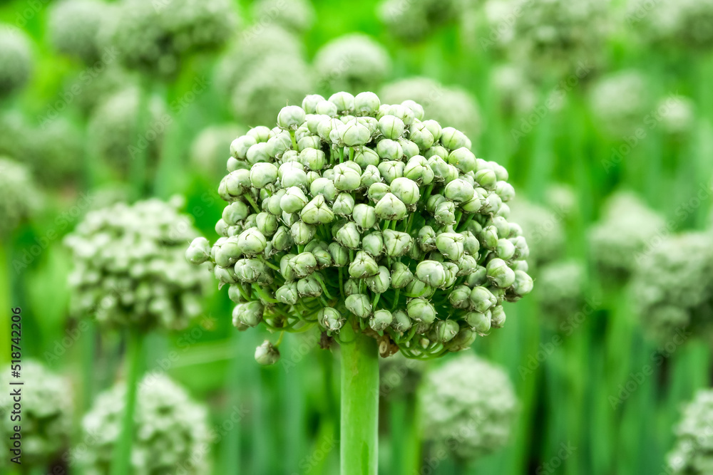 onion seeds grow and ripen in a vegetable farm. onion cultivation concept onion seeds grow and ripen in a vegetable farm. onion cultivation concept