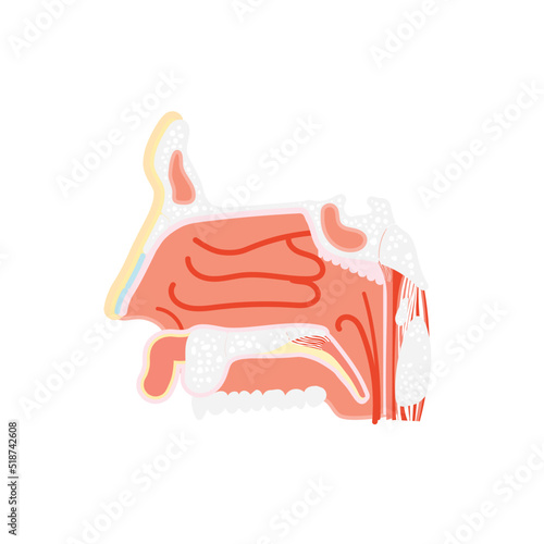 nasal vestibule cavity, nose anatomy, internal organs body part nervous system, vector illustration cartoon flat design clip art