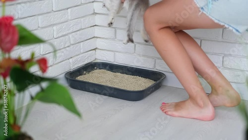 The child is trying to accustom the kitten to the tray. The owner teaches the Scottish fold cat to go to the toilet.