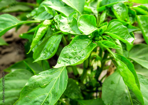 green juicy leaves of bell pepper bushes grow on a vegetable farm after watering. pepper cultivation concept