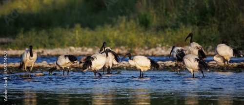 Bilde på lerret Group of African sacred ibis in the water (Threskiornis aethiopicus), Crema, Ita