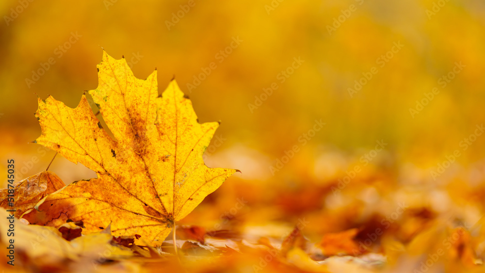 Yellow maple leaves lie on the ground, close-up. Autumn background with fallen maple leaves. Copy space Yellow maple leaves lie on the ground, close-up. Autumn background with fallen maple leaves. Copy space