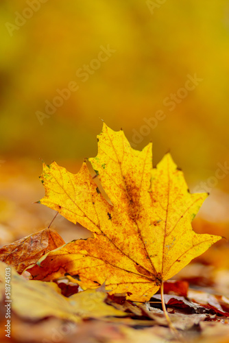 Yellow maple leaves lie on the ground  close-up. Autumn background with fallen maple leaves. Copy space